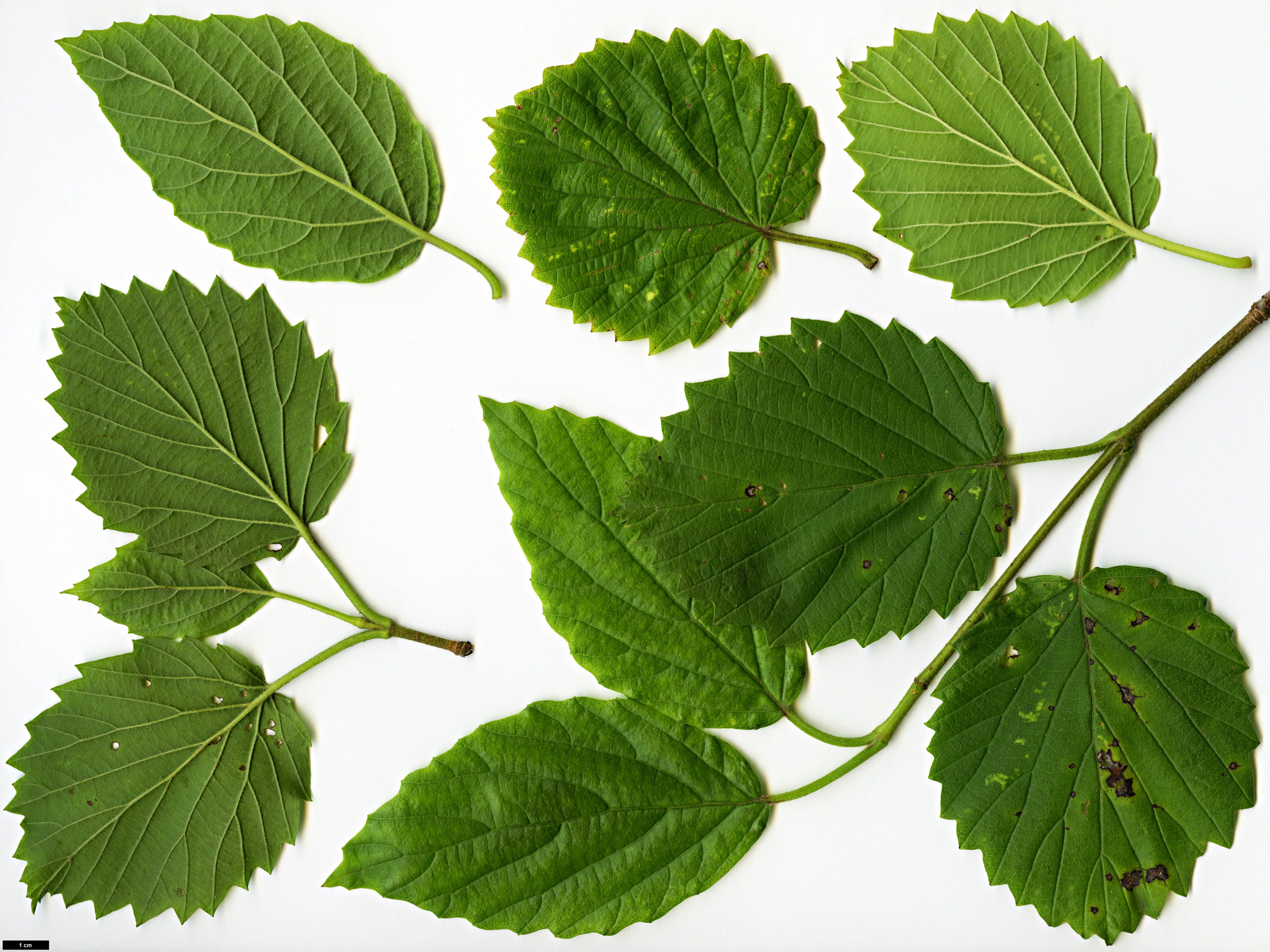 High resolution image: Family: Adoxaceae - Genus: Viburnum - Taxon: dentatum - SpeciesSub: var. pubescens